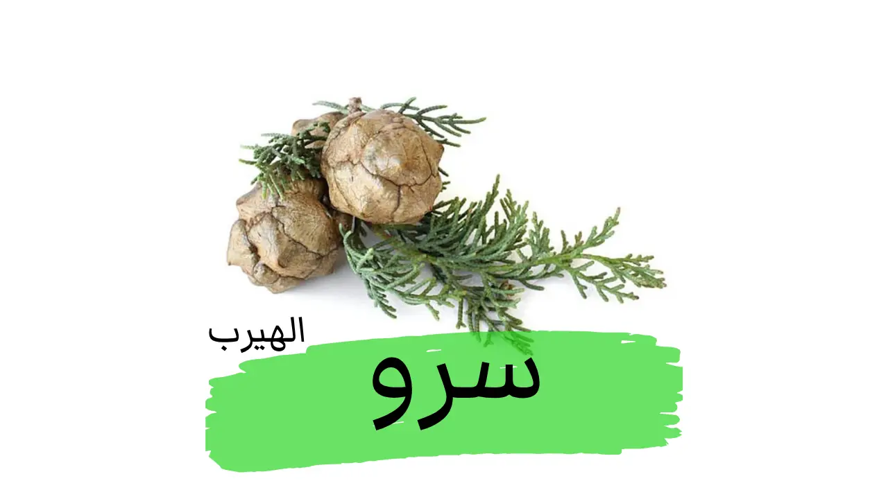 فوائد وأضرار السرو