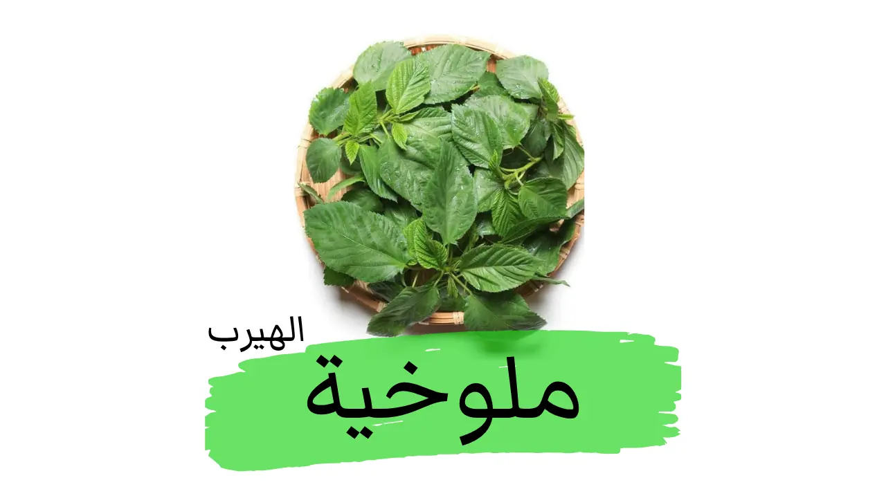 فوائد الملوخية وأضرارها الصحية والغذائية