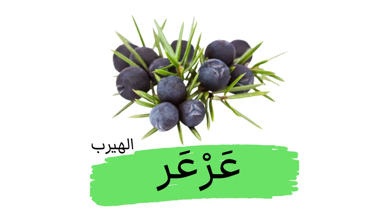 ما هو نبات العَرْعَر الشائع (Juniperus communis) ؟ الفوائد والأضرار الصحية
