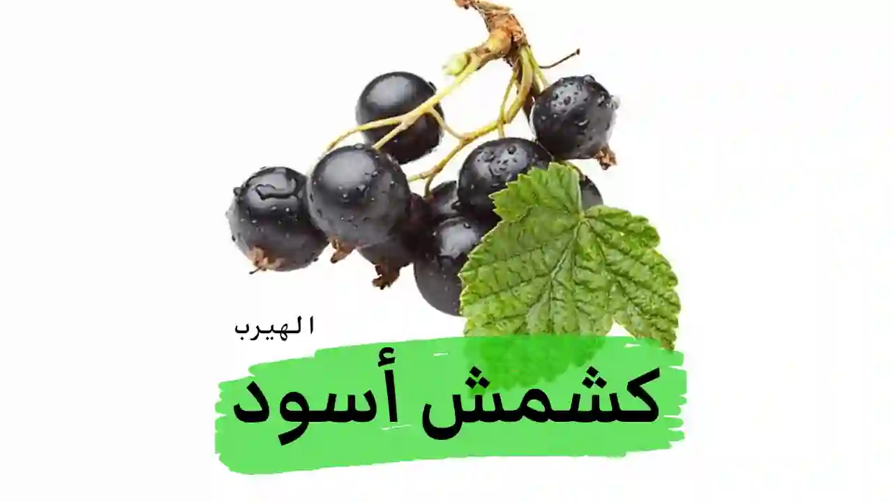 فوائد وأضرار فاكهة الكشمش الأسود (ثمار وأوراق وزيت البذور) لصحة الجسم