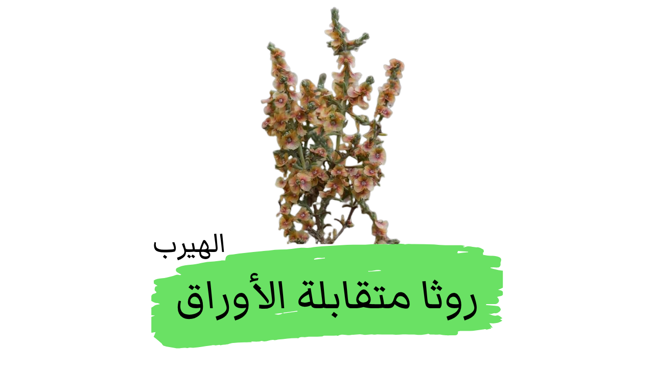 عشبة الروثا متقابلة الأوراق «السويداء متعاكسة الأوراق» ،«الرماد البحري متعاكس الأوراق»: الفوائد والأضرار