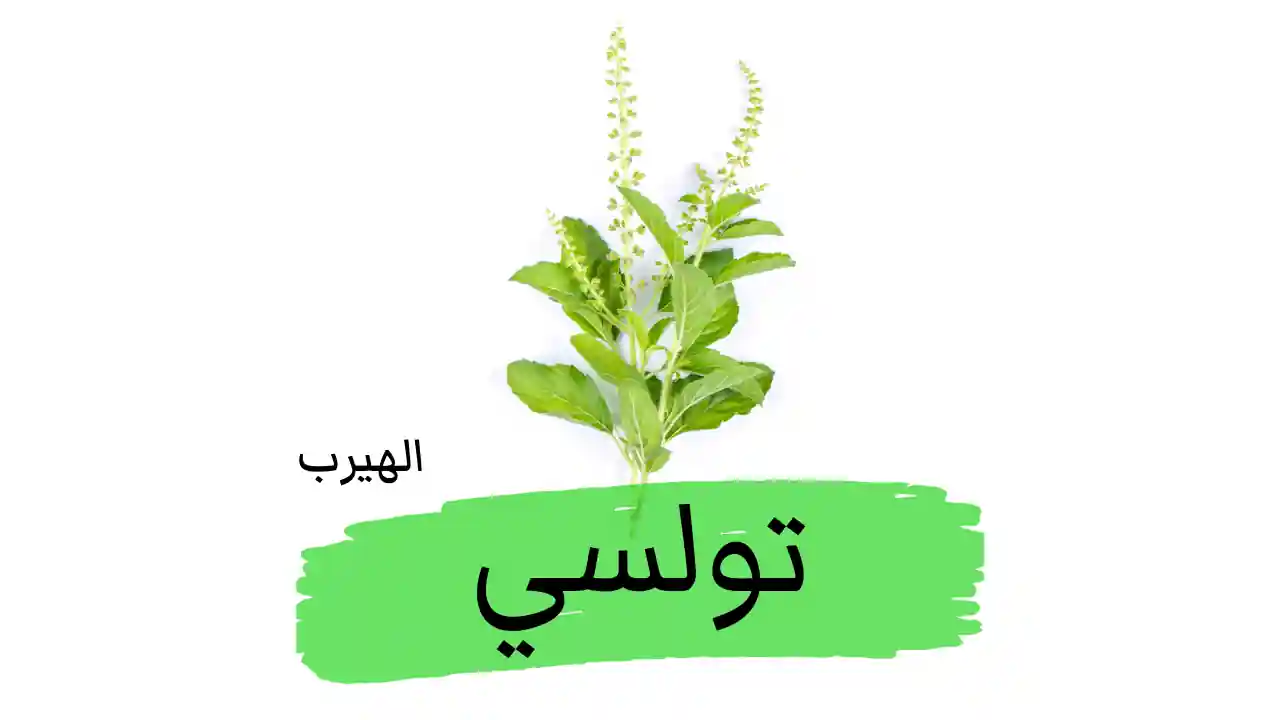 فوائد وأضرار عشبة التولسي Tulsi (حبق رقيق الأزهار ، ريحان مقدس) لصحة الجسم 