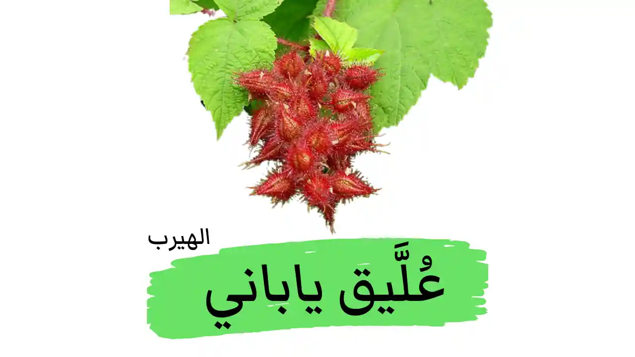 فوائد وأضرار توت العليق الياباني Wineberry (عَوْسَج أحمر الهَلْب)  