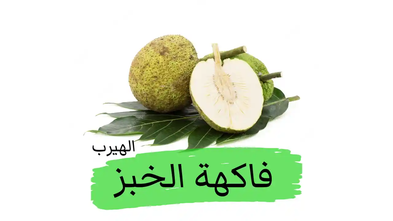 ما هي فوائد وأضرار فاكهة الخبر (breadfruit) لصحة الجسم وجمال البشرة والشعر
