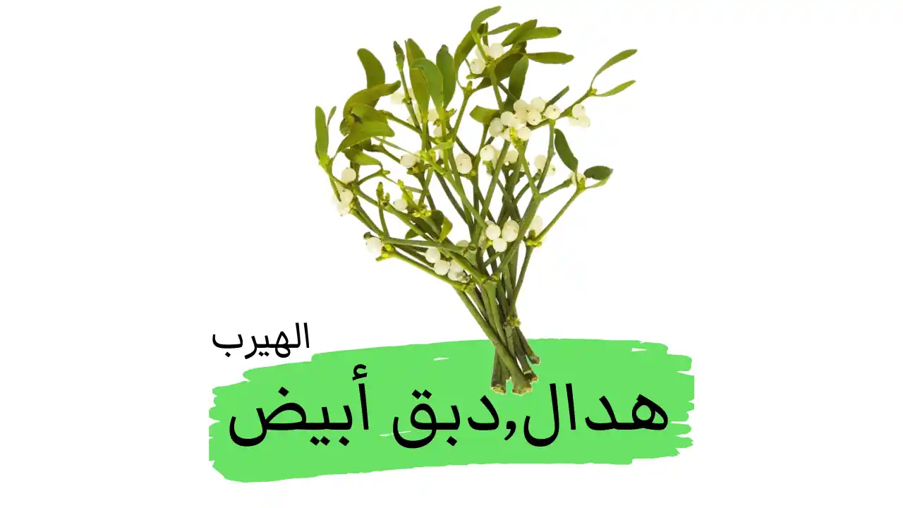 ما هي فوائد واضرار نبات الهدال (الدبق الأبيض، دبق أوروبي) للصحة ولعلاج السرطان والأمراض؟