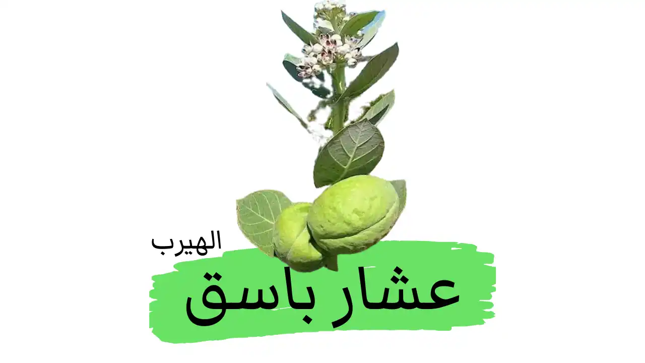 ماهي فوائد وأضرار العشار الباسق (نبات العشر، تفاح سدوم) للصحة