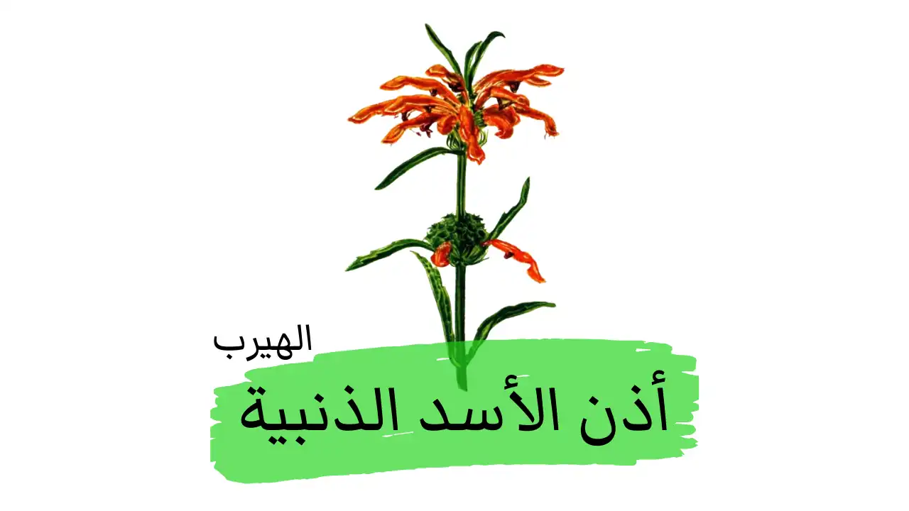  ماهي فوائد وضارار نبات أذن الأسد الذنبية (عشبة ذنب الأسد)؟