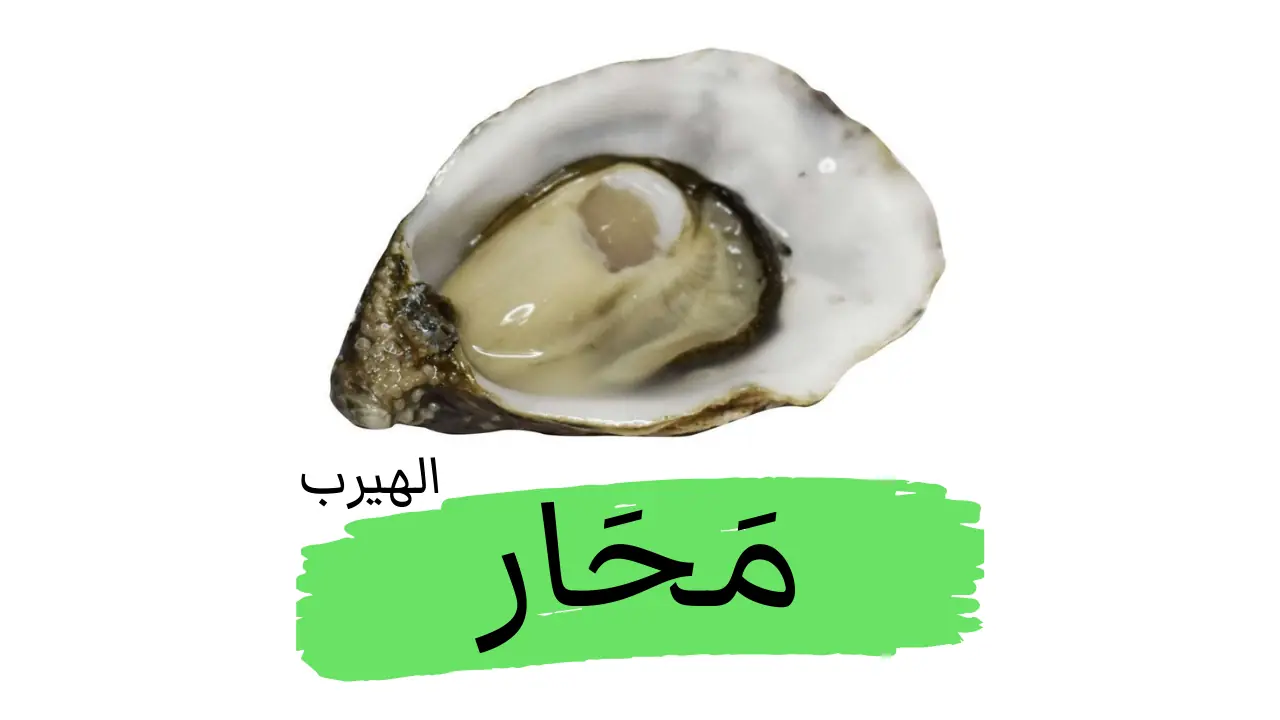 المحار: فوائد صحية وغذائية وأضرار يجب الحذر منها