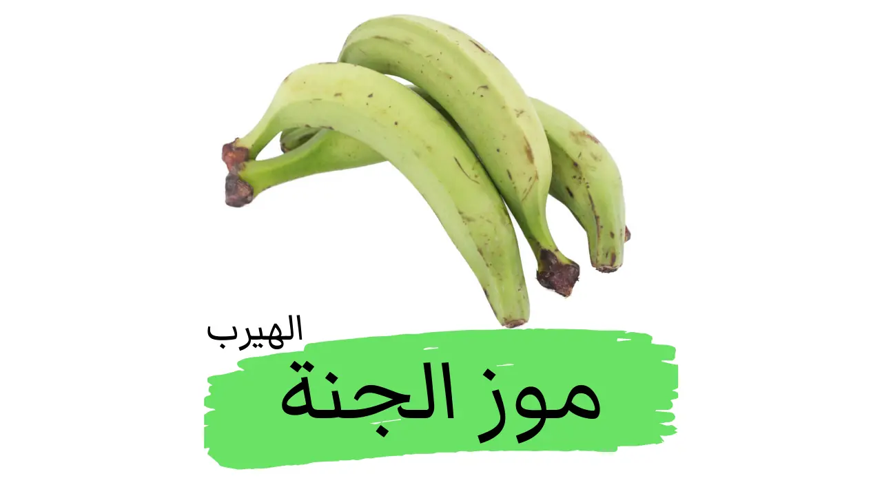ما هو موز الجنة أو الموز النباتي (البلانتين)؟: الفوائد والأضرار الصحية