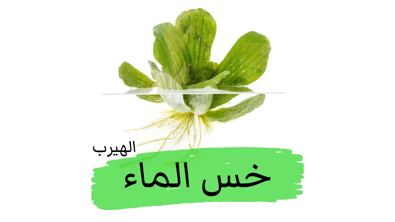 ما هو خس الماء؟: الفوائد الصحية والأضرار المحتملة لهذا النبات