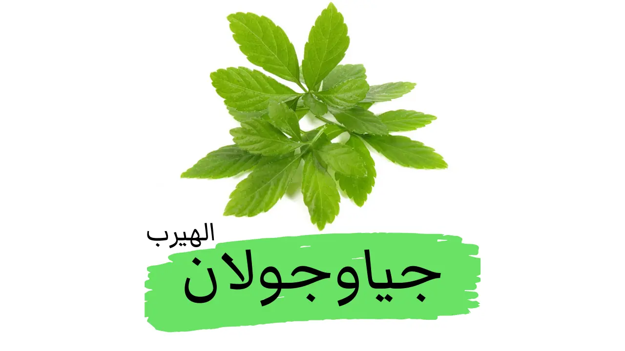 ماهو الجياوجولان؟ الفوائد الصحية والأضرار المحتملة