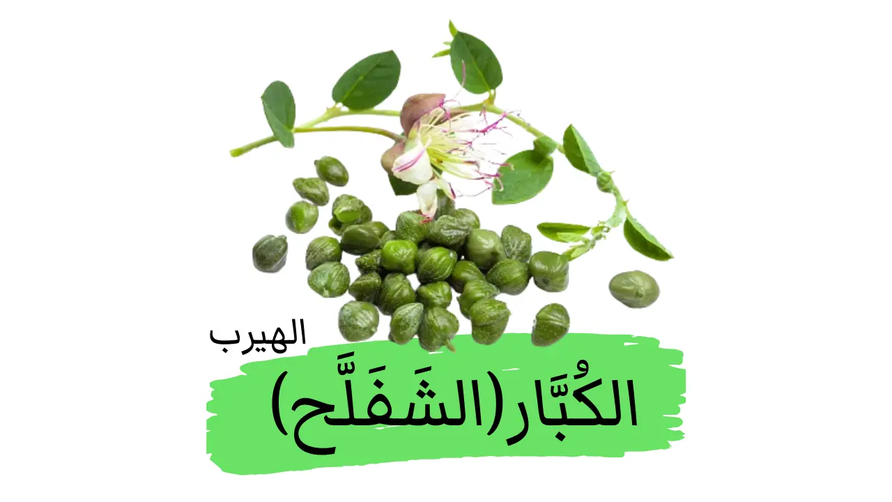 الكبار (الشفلح, الكَبَر, القبار) الفوائد الصحية والأضرار والأثار الجانبية