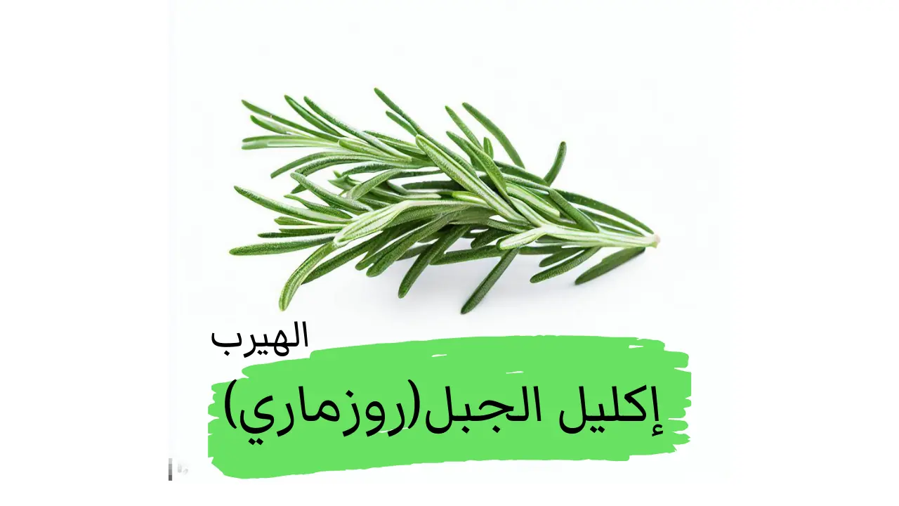 إكليل الجبل (الروزماري) : الفوائد الصحية والأضرار والأثار الجانبية