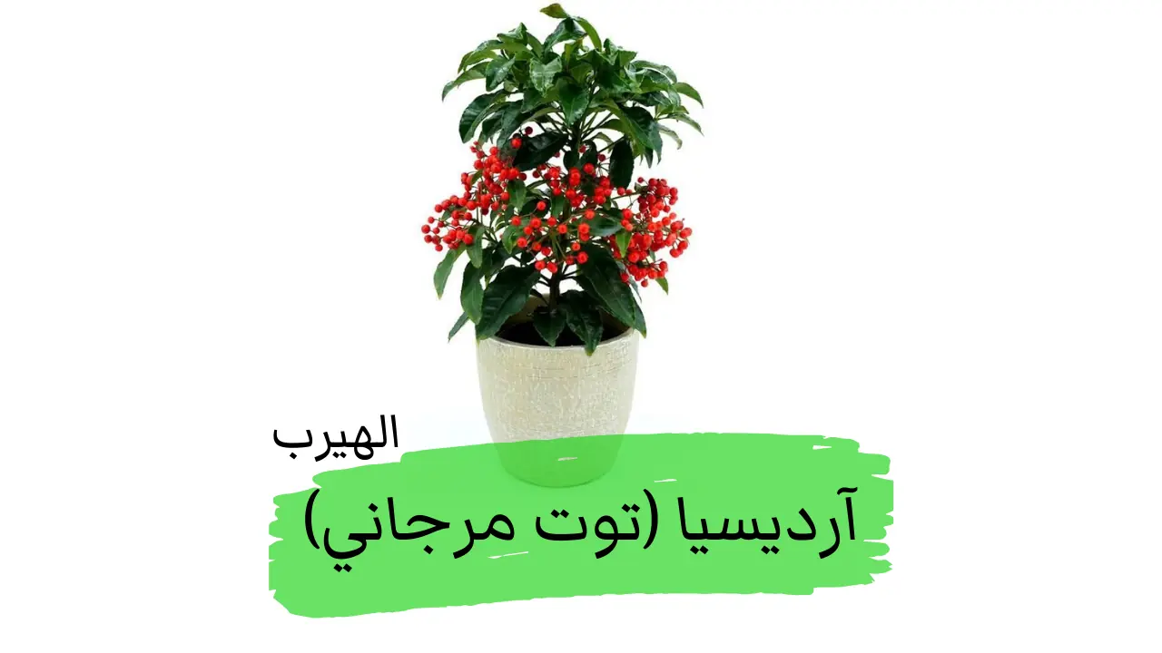 الآرديسيا (توت مرجاني) : نبات زينة بفوائد صحية وغذائية
