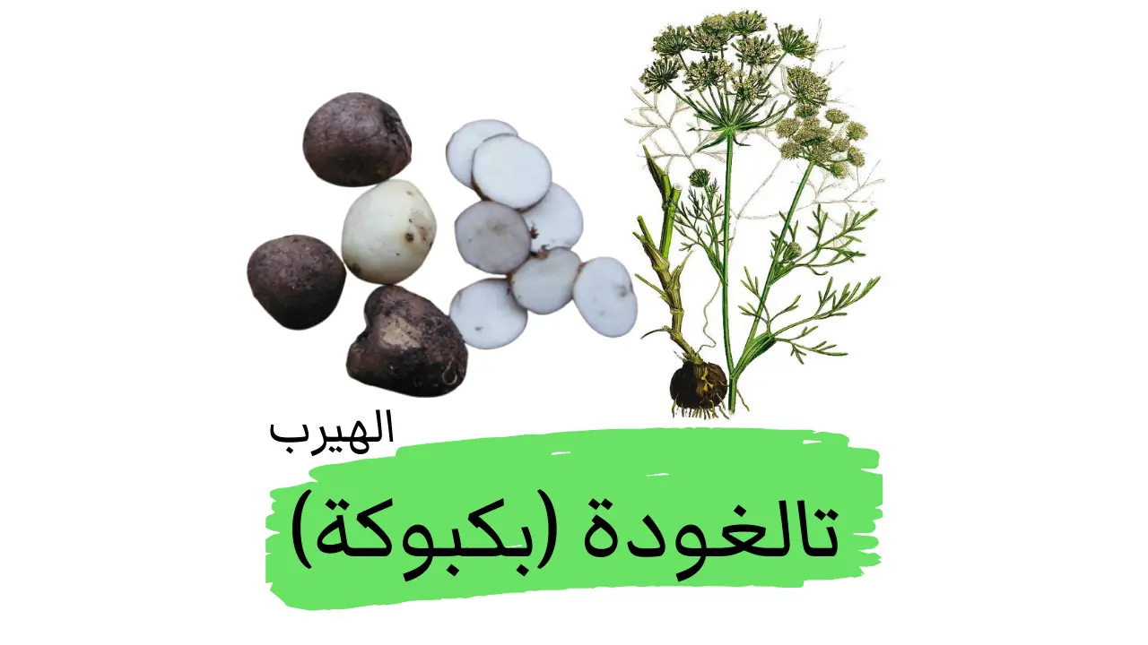 عشبة التالغودة (البكبوكة) : الفوائد والأضرار الصحية للرجال والنساء ومرضى الغدة الدرقية