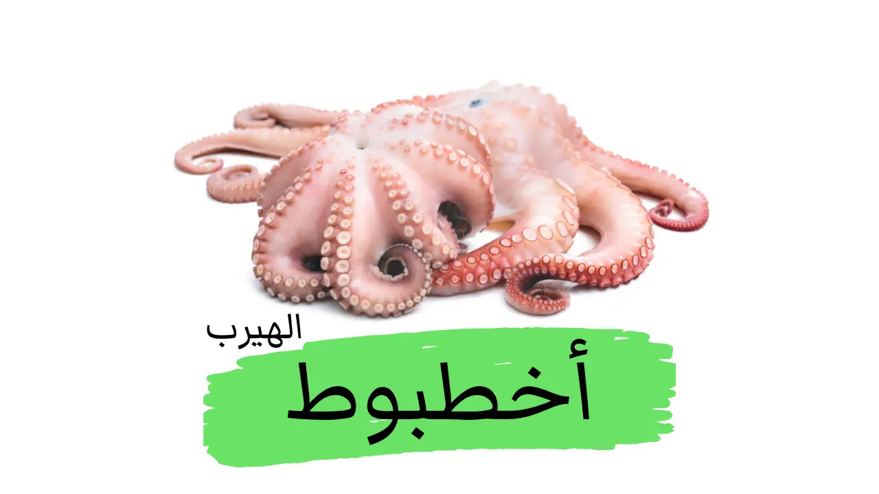 فوائد وأضرار الأخطبوط الصحية والغذائية