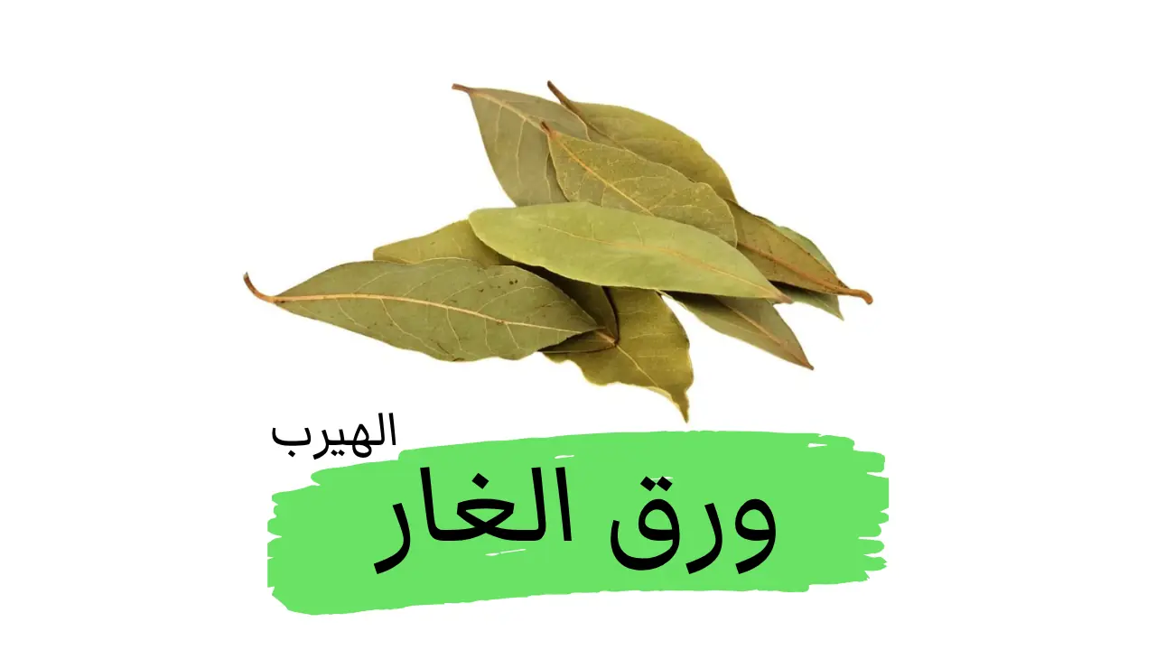 فوائد ورق الغار وأضراره الصحية