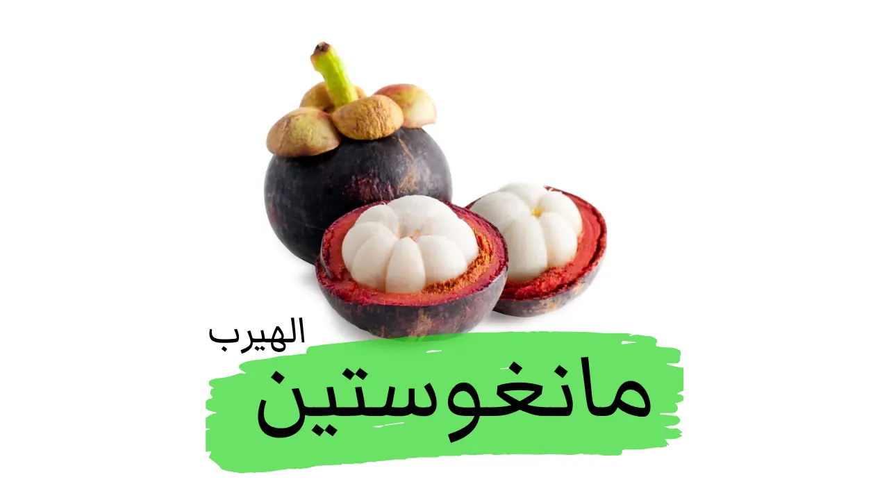 فوائد وأضرار فاكهة المانغوستين