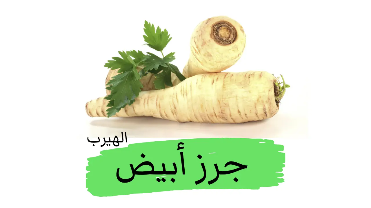 فوائد الجرز الأبيض وأضراره الصحية 
