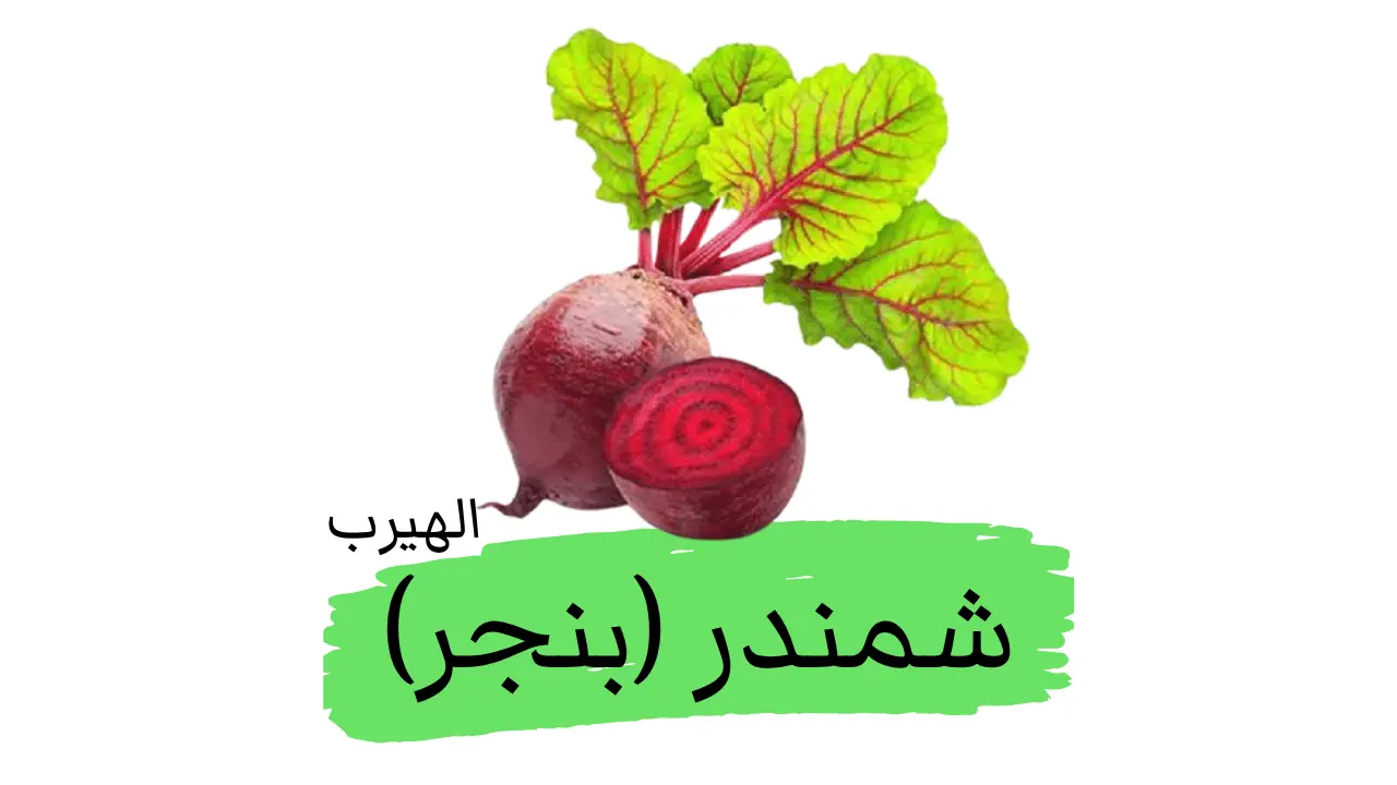 فوائد وأضرار الشمندر الأحمر (الشوندر أو البنجر)
