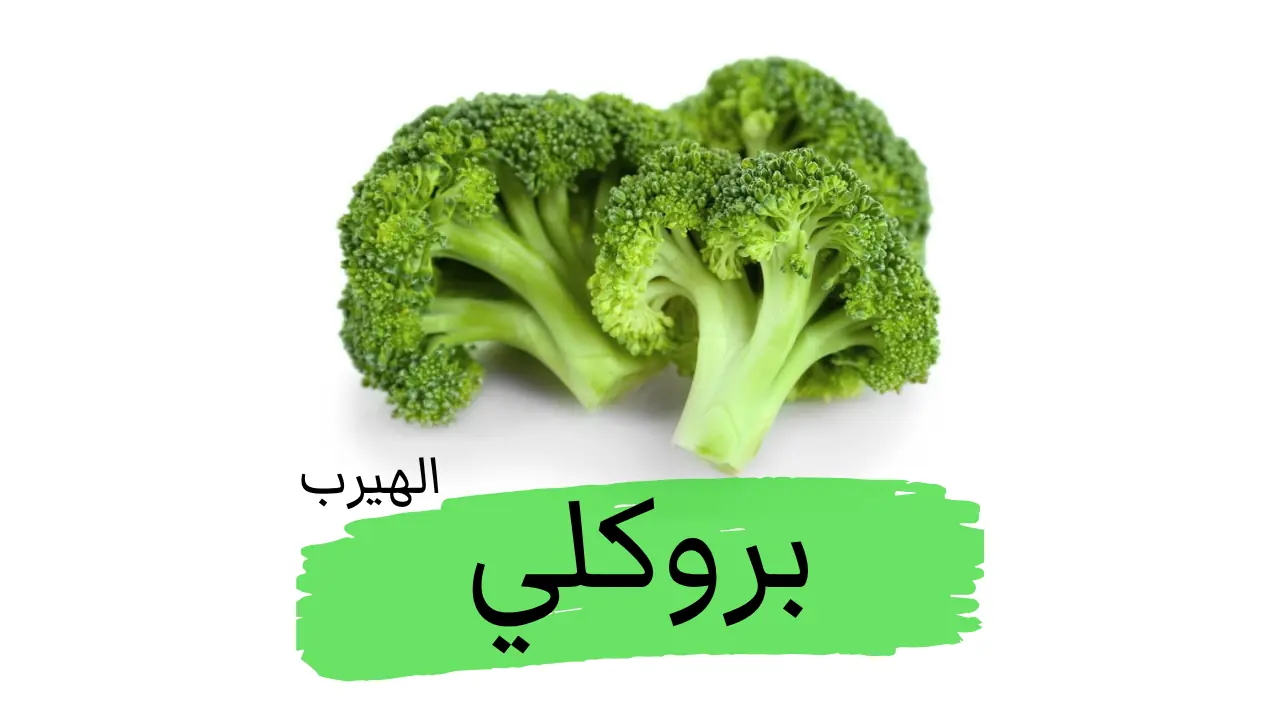 فوائد وأضرار البروكلي الصحية والغذائية