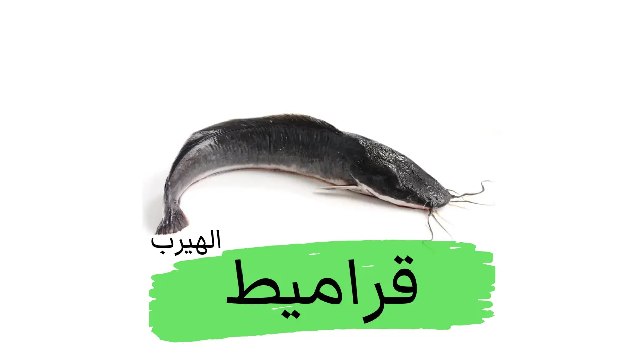 فوائد وأضرار سمك السلور (القراميط)