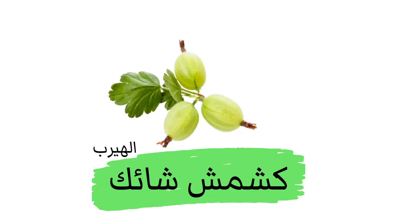  عنب الثعلب الأوروبي (كشمش شائك): الفوائد والأضرار الصحية