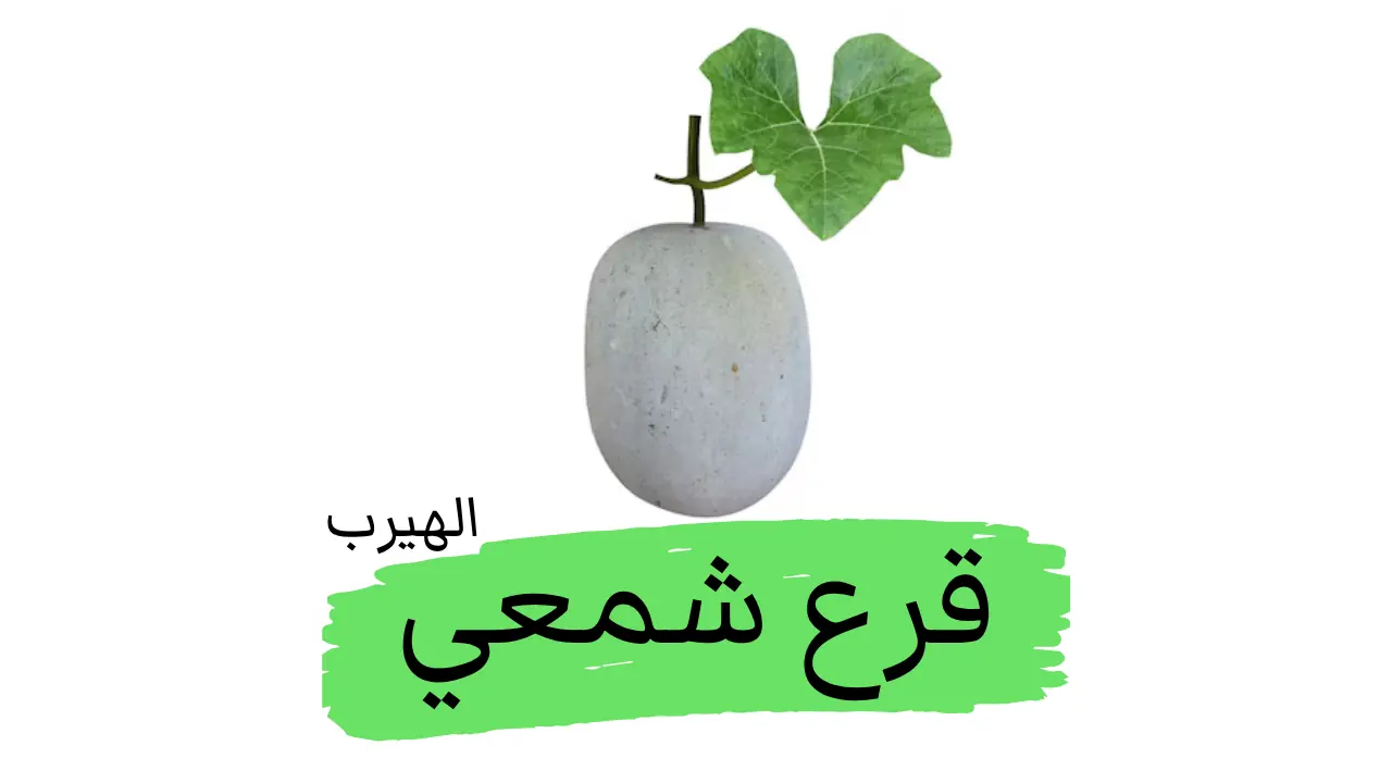 ما هي فوائد وأضرار القرع الشمعي (البطيخ الشتوي)؟ 