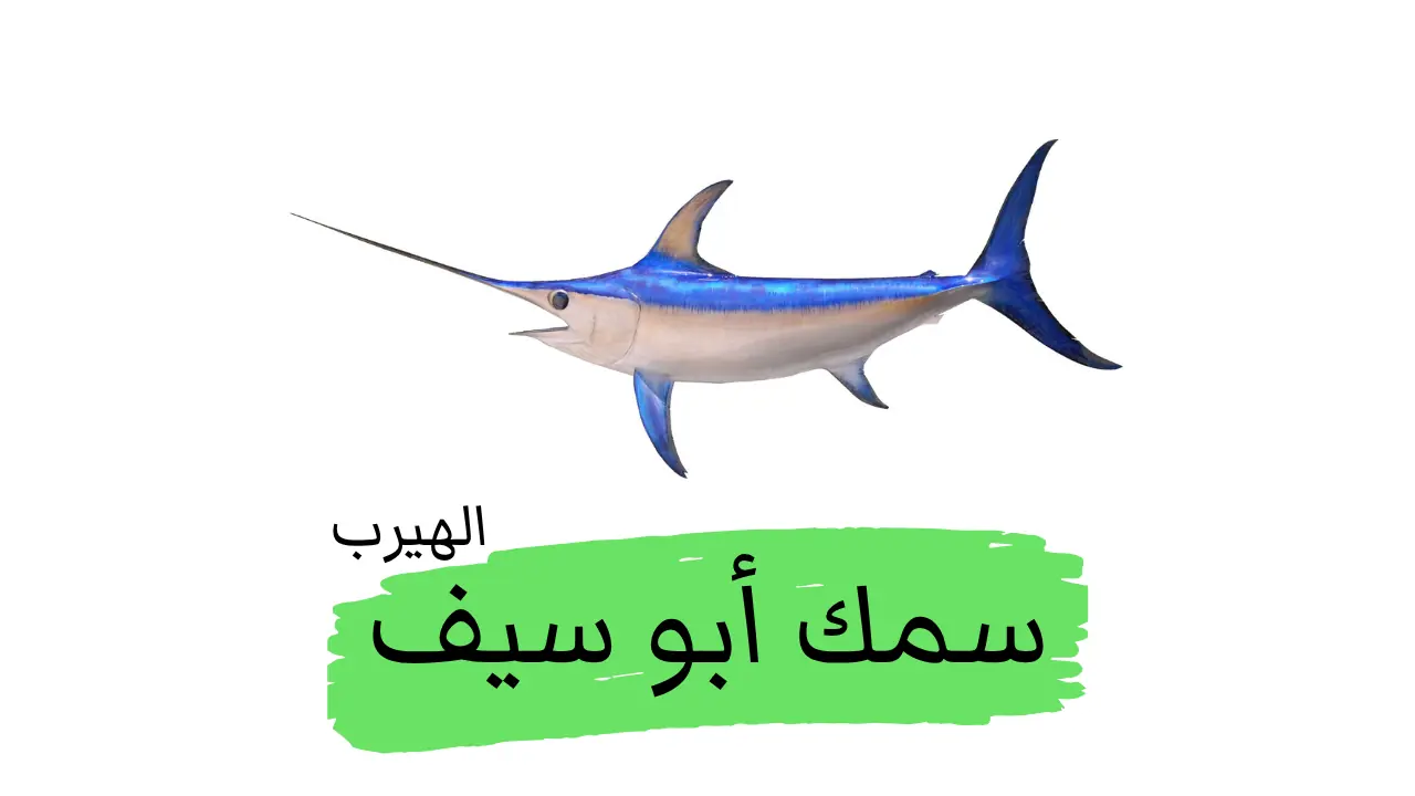 سمك أبو سيف: الفوائد والأضرار الصحية والغذائية