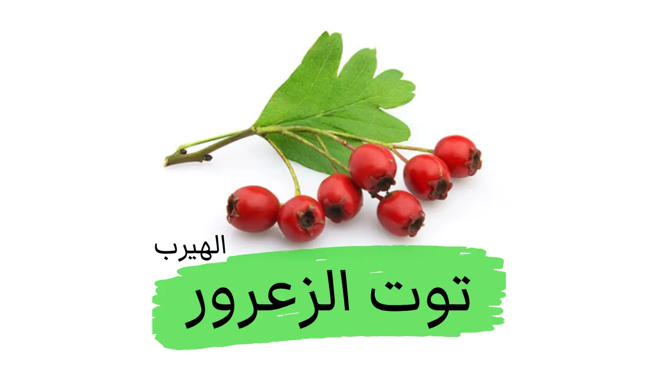 توت الزعرور: الفوائد الأضرار الصحية والغذائية