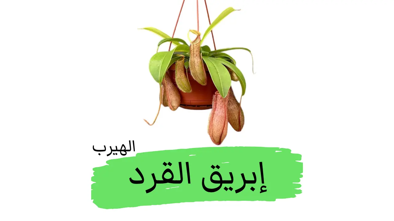 نبات إبريق القرد