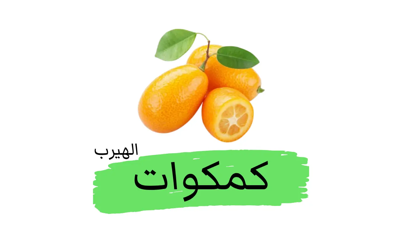 فاكهة الكمكوات (البرتقال الياباني ): الفوائد والأضرار الصحية والغذائية