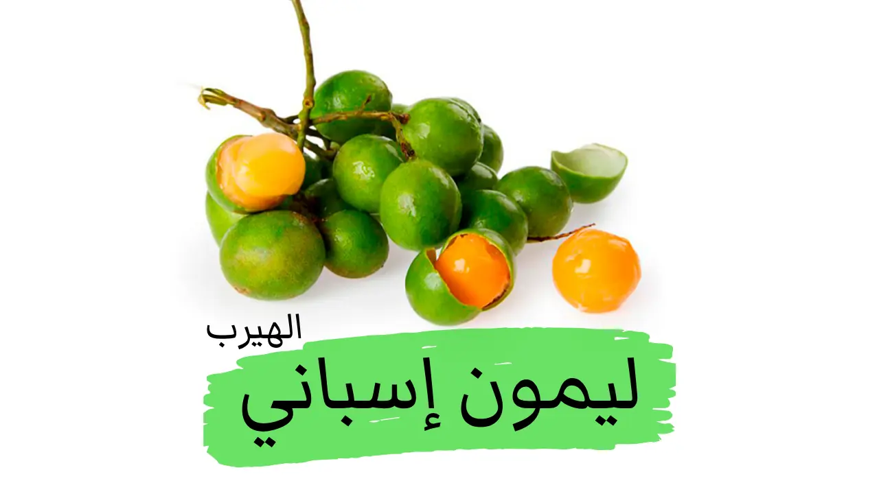 ما هو الليمون الإسباني؟ فوائد وأضرار هذه الفاكهة الاستوائية