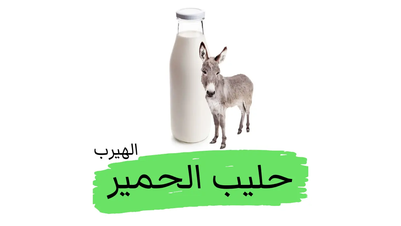 حليب الحمير (لبن الأتان Donkey Milk) : الفوائد والأضرار الصحية 