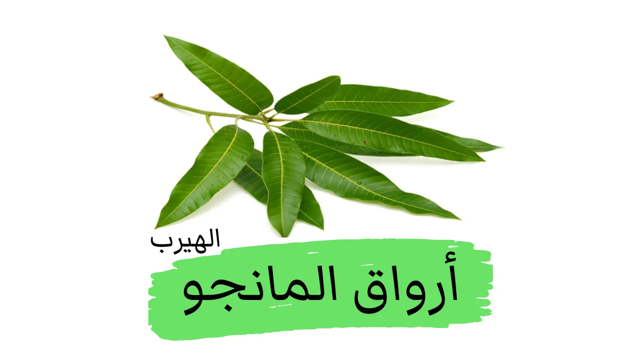 فوائد وأضرار أوراق المانجو للصحة ووزن الجسم