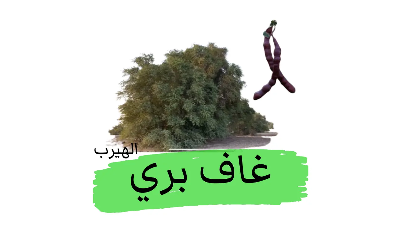 الغاف البري Koolz's Mesquite : فوائده، أضراره، واستخداماته