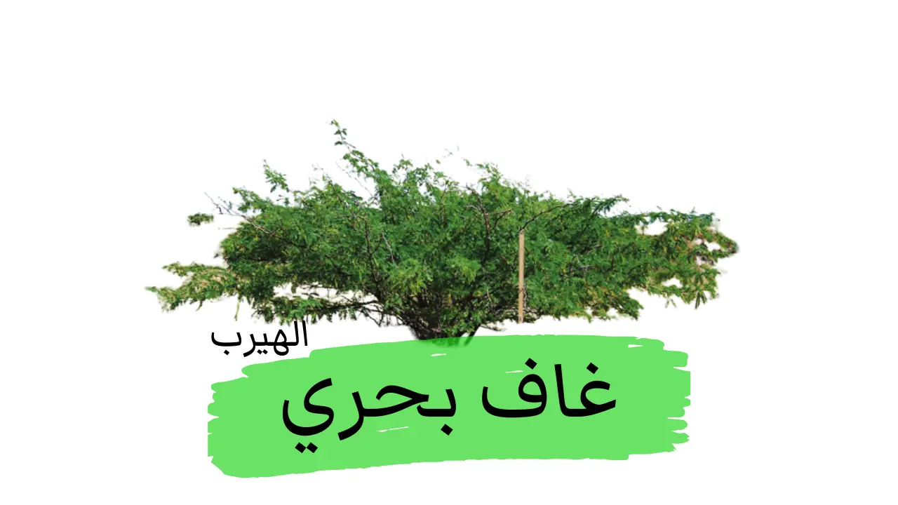 أشجار المسكيت (الغاف البحري) في المنطقة العربية: بين الفوائد والمخاطر والأضرار