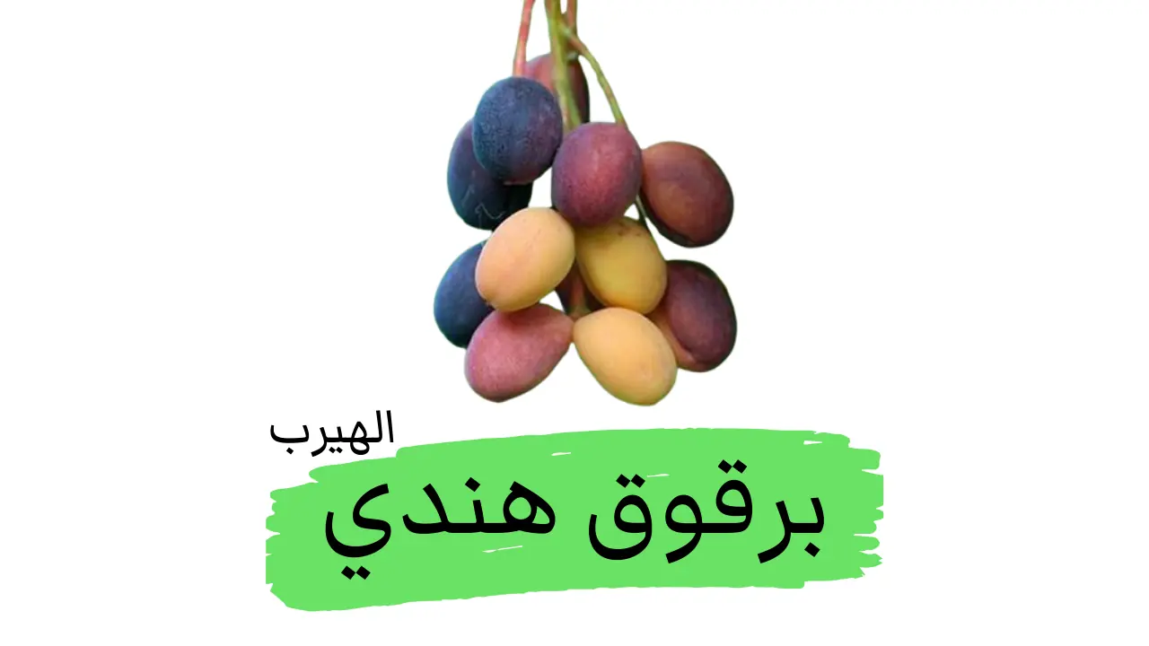 البرقوق الهندي Indian Plums: الفوائد والأضرار الصحية