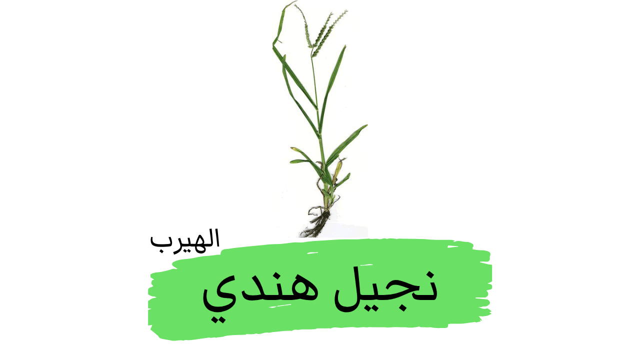 البشنة الهندية (النجيل الهندي): فوائد وأضرار هذا النبات العشبي