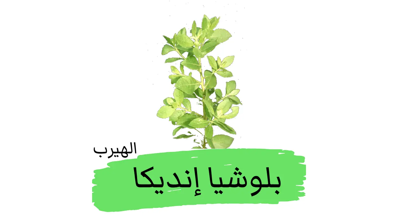 بلوشيا إنديكا (عشبة الكافور الهندية أو الخلو Pluchea indica): الفوائد والأضرار