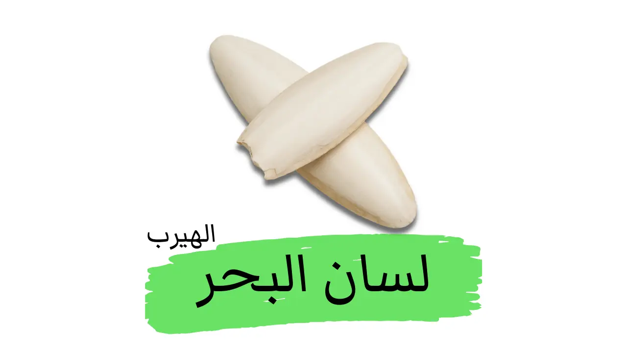 ماهو لسان البحر؟ الفوائد والأضرار الصحية