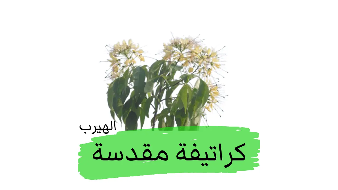 الكراتيفة المقدسة (كمثرى الثوم) : الفوائد والأضرار الصحية