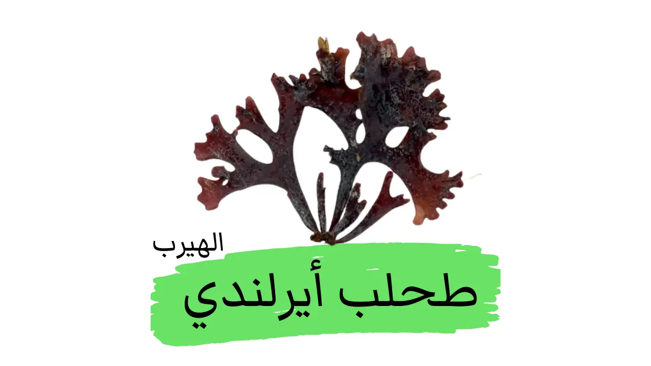 طحلب الكارّاجينان (طحلب أيرلندي): الفوائد والأضرار الصحية