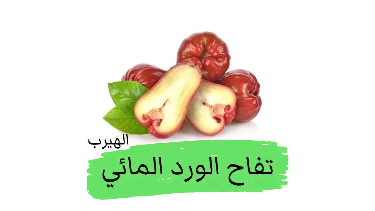  تفاح الورد المائي (روز أبل ، فاكهة الجرس) الفوائد والأضرار الصحية
