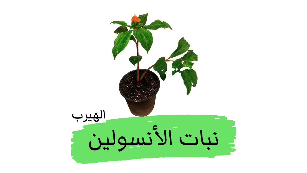 ما هو نبات الأنسولين Costus igneus ؟: الفوائد والأضرار الصحية