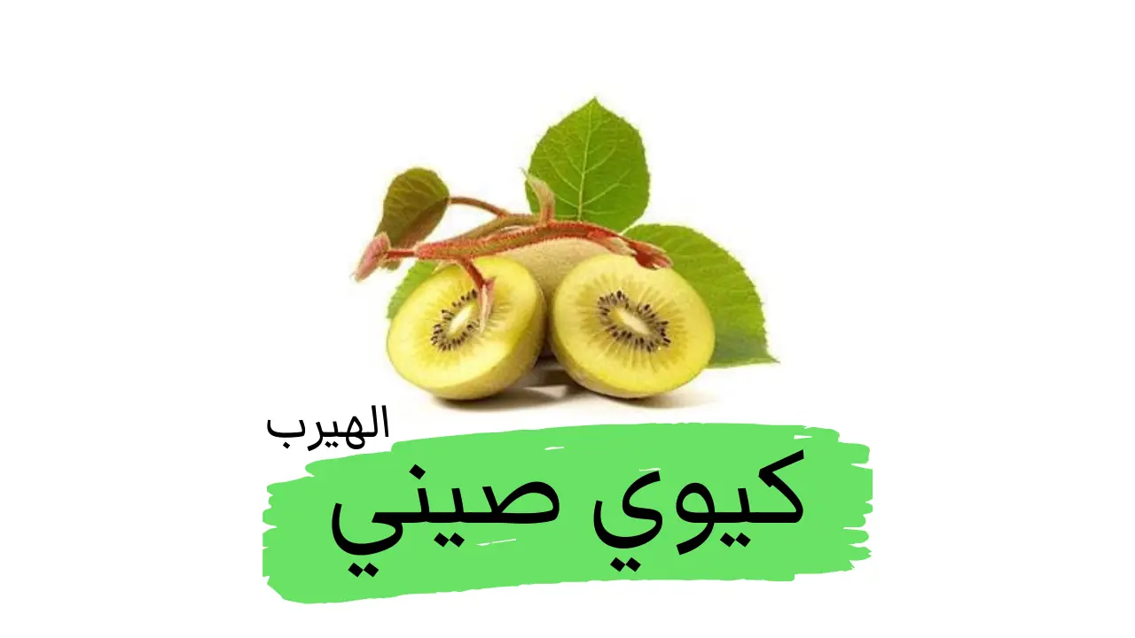 الكيوي الصيني (العنب الصيني) : الفوائد والأضرار