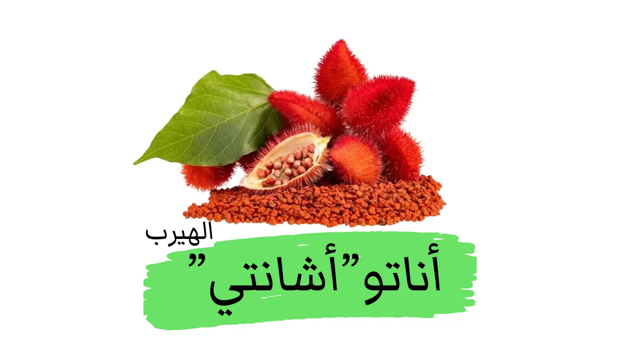 شجرة الأناتو (شجرة أحمر الشفاه): الفوائد والأضرار