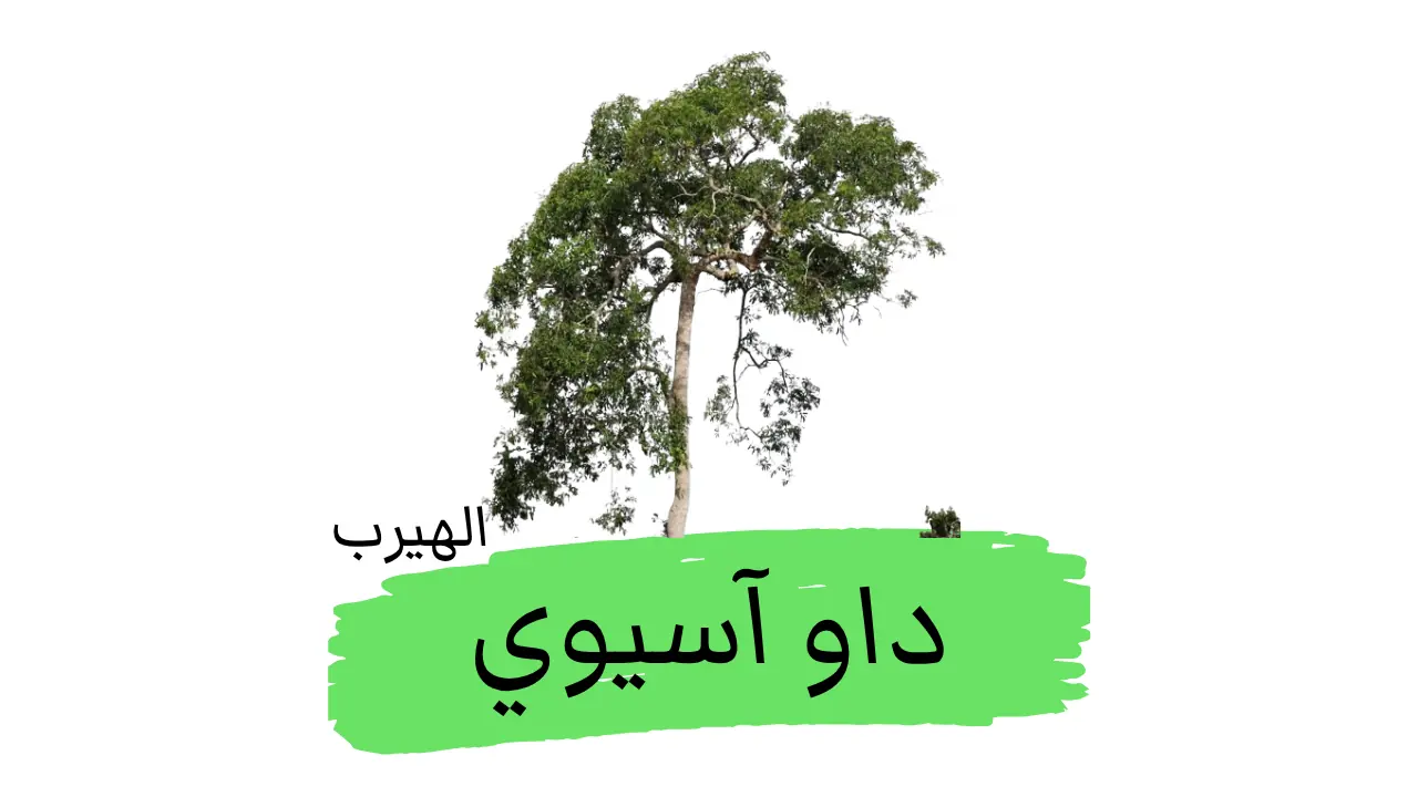 شجرة الداو الآسيوي: الفوائد والأضرار  Dracontomelon dao