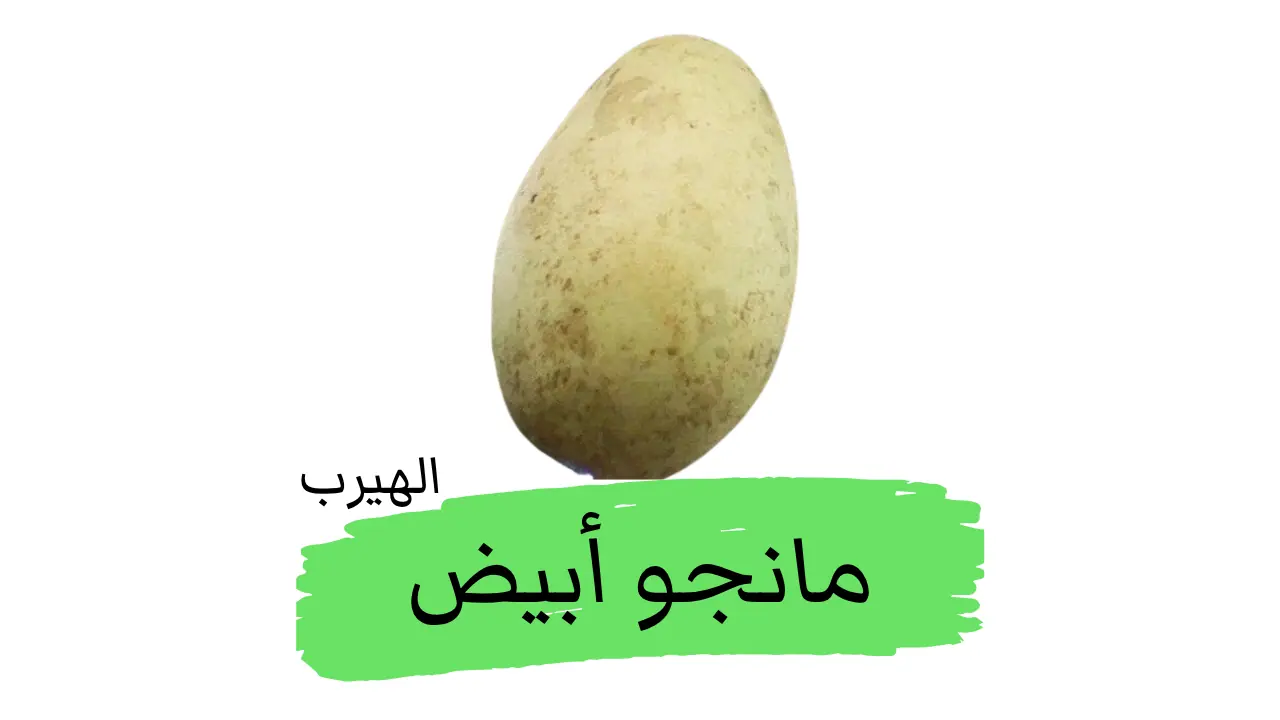 ما هو المانجو الأبيض: الفوائد والأضرار،الشجرة والزراعة 