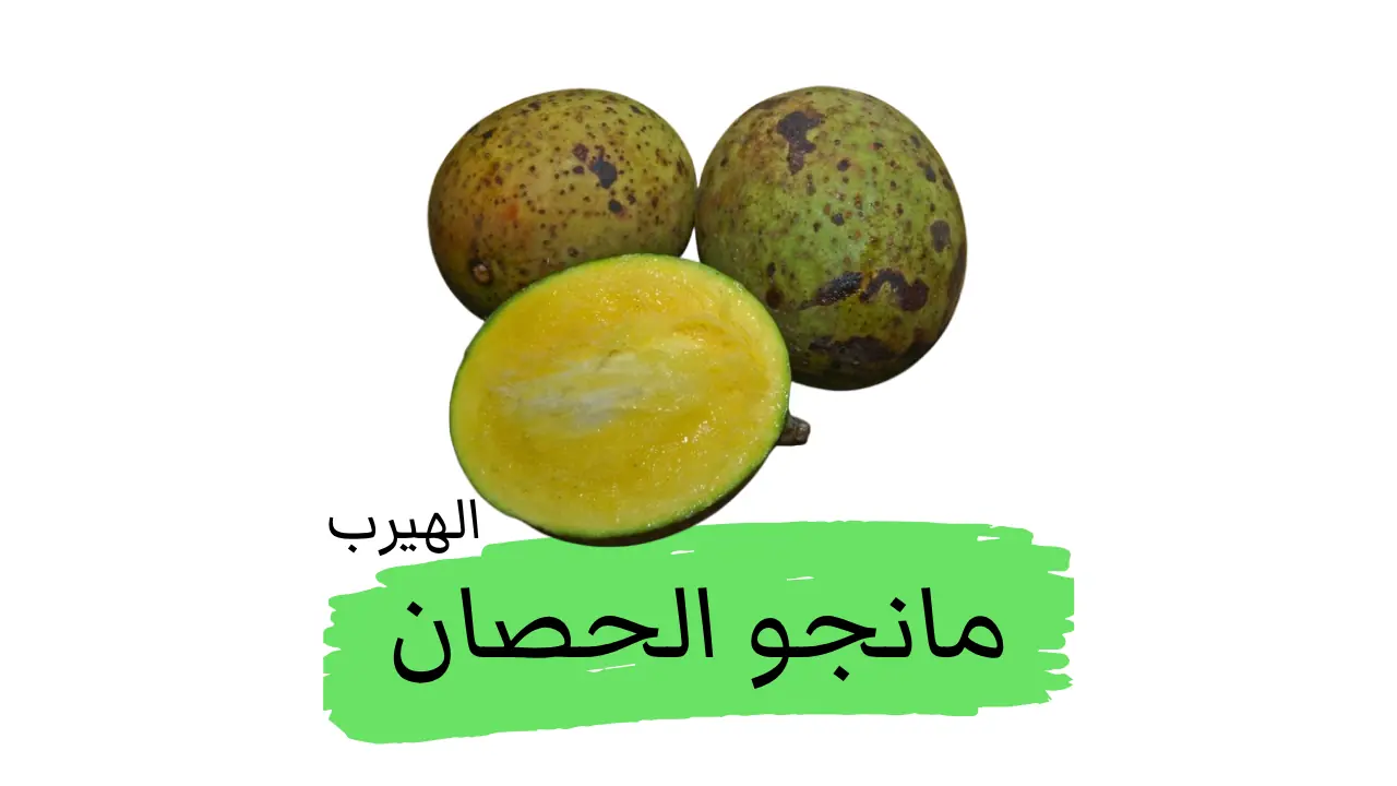 ما هو مانجو الحصان  Mangifera foetida ؟ الفوائد والاضرار والزراعة ووصف النبات